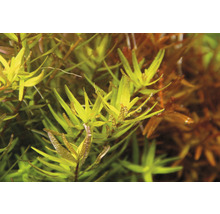 Akvarijní rostlina s podlouhlými listy