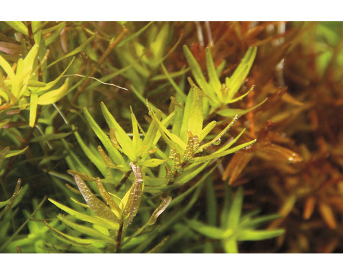 Akvarijní rostlina s podlouhlými listy