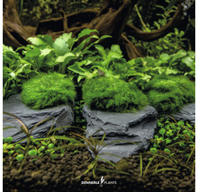 Akvarijní rostliny na břidlicových kamenech pro dekoraci akvária