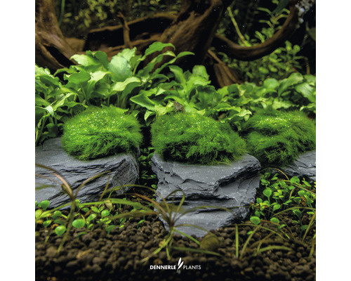 Akvarijní rostliny na břidlicových kamenech pro dekoraci akvária