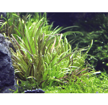 Akvárium s šípatkou šídlatou a mechem