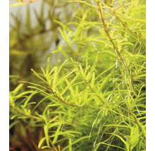 Detail akvarijní rostliny