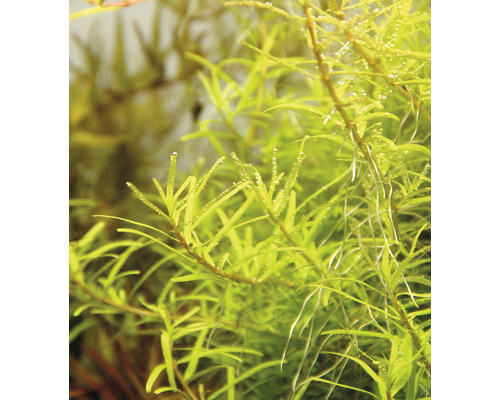 Detail akvarijní rostliny