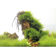 Dekorace akvária s mechem na kameni a vodními rostlinami