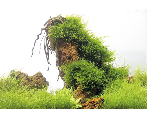 Dekorace akvária s mechem na kameni a vodními rostlinami
