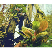 Akvárium s rostlinami a rybami