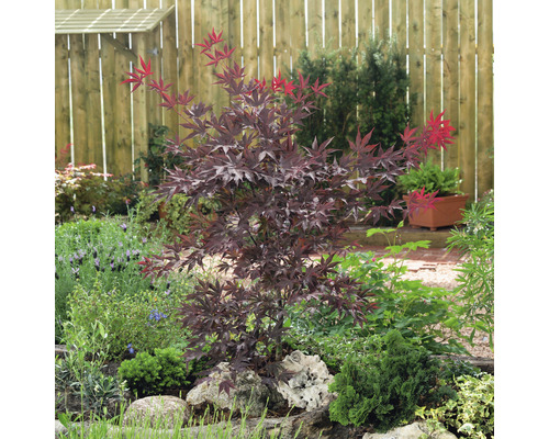 Javor dlaňolistý v zahradním záhonu