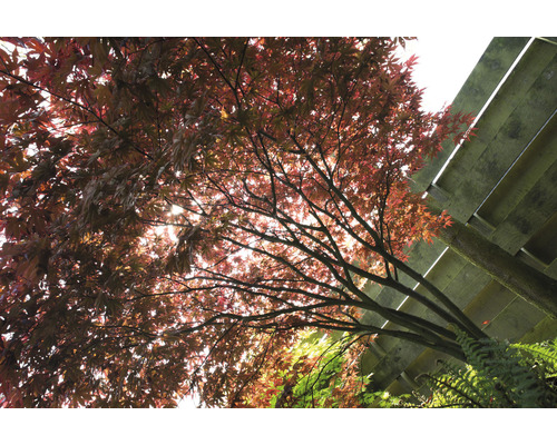 Javor s červenými listy a dřevěnou konstrukcí v pozadí