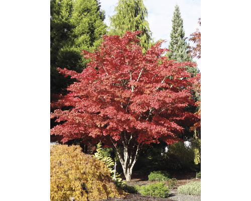 Japonský javor s červenými listy