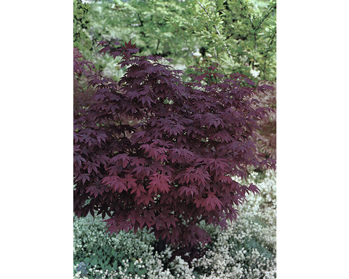 Javor dlanitolistý červený Acer palmatum 'Atropurpureum' výška 60-80 cm květináč 6,5 l