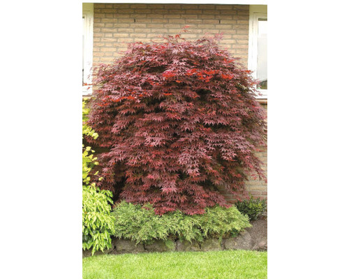 Javorový strom v zahradě