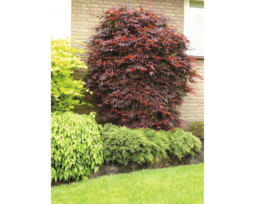 Javor japonský na zahradě s různými rostlinami