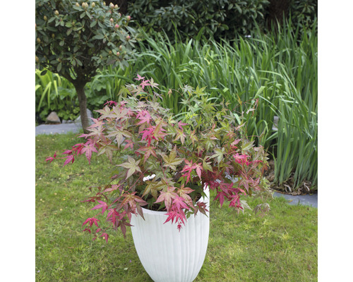 Javor dlanitolistý v bílém květináči na trávníku