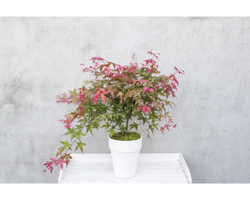 Japonský javor v květináči