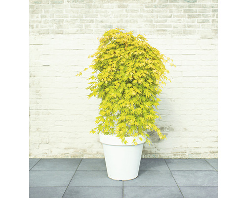 Japonský javor v květináči před cihlovou zdí