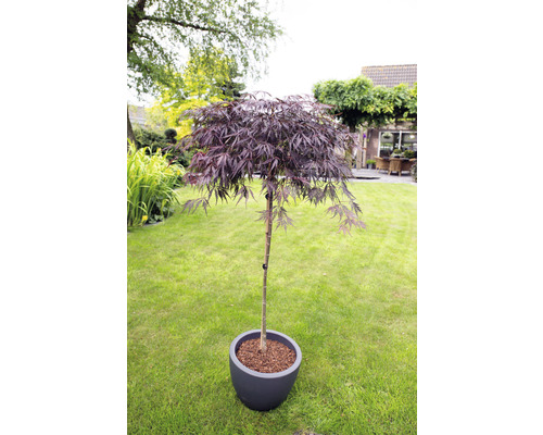 Javor dlanitolistý tmavě červený Acer palmatum 'Garnet' polokmen 90 cm květináč 6,5 l