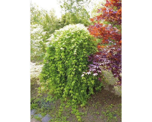 Japonský javor na zahradě