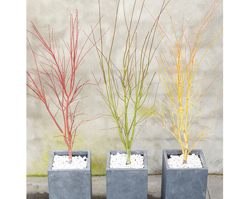 Tři opadavé okrasné javory v šedých čtvercových květináčích s bílým štěrkem