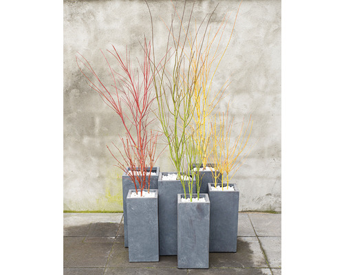 Vícebarevné větve svídy v šedých květináčích