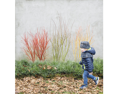 Scéna s chlapcem procházejícím kolem okrasných keřů s barevnými větvemi