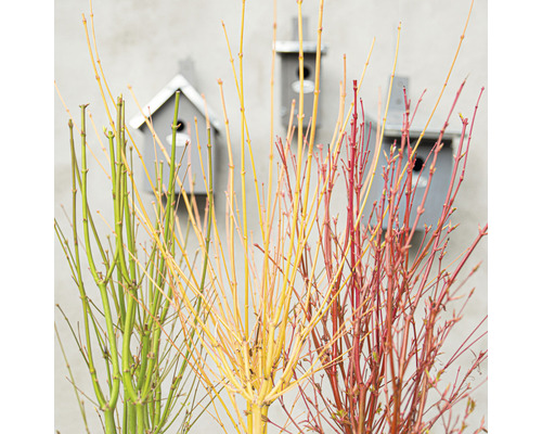 Svazek okrasných vrbových větví s ptačími budkami v pozadí