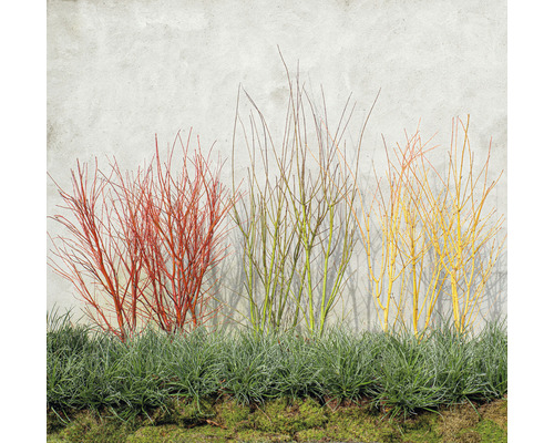 Různobarevné keře svídy před zdí s okrasnou trávou