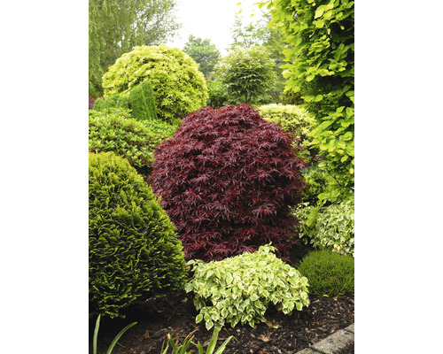 Zahrada s různými okrasnými keři a stromy.