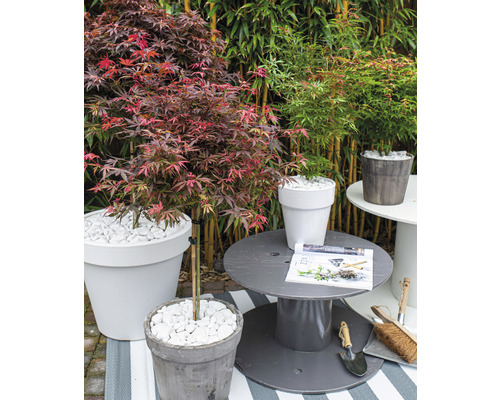 Zahradní scéna s javory v květináčích, dekorace s bílými kameny a zahradní příslušenství