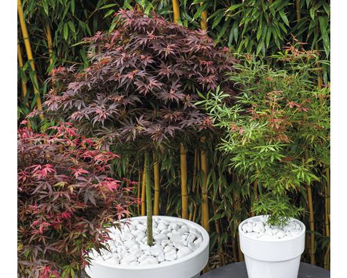 Tři javory v bílých květináčích před bambusovým pozadím