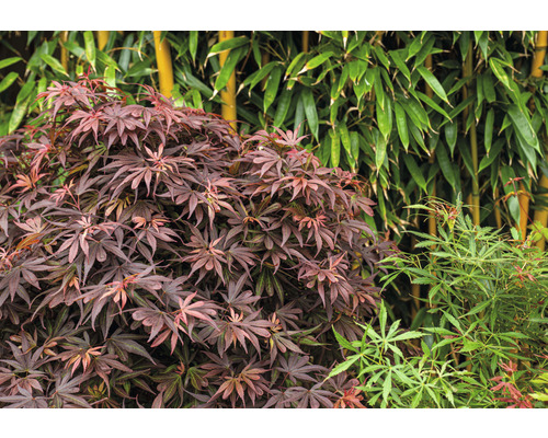 Javor japonský a bambus v zahradě