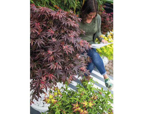 Zahradní scéna s japonským javorom a ženou čtoucí knihu