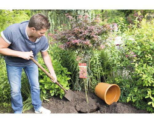 Muž sází japonský javor rýčem na zahradě.