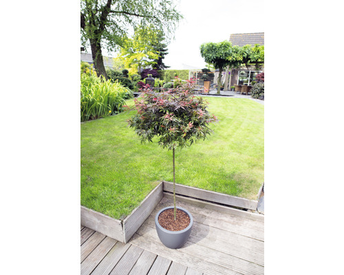 Japonský javor v květináči na dřevěné terase v zahradě.