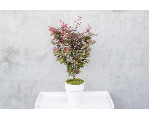 Javor dlanitolistý v květináči na stole