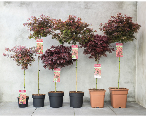 Řada japonských javorů různých velikostí v květináčích