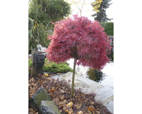 Japonský javor v zahradě