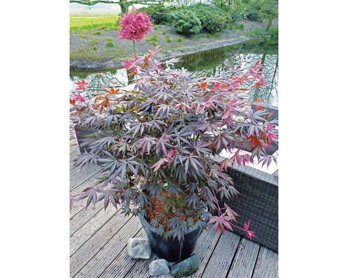 Japonský javor v květináči na terase