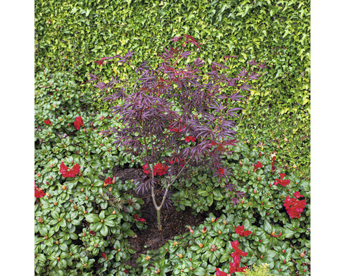 Malý javor s červenými listy na zahradě.