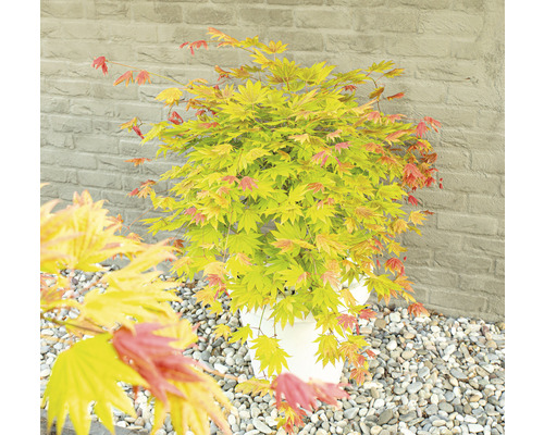 Javor japonský v květináči