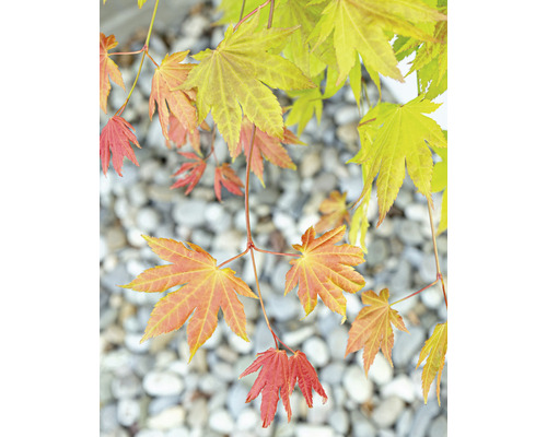 Detail javorových listů před štěrkem