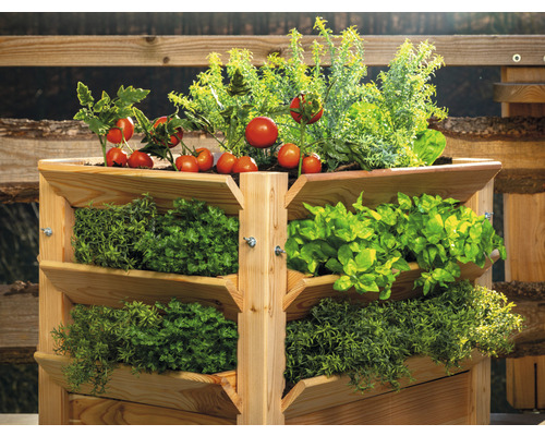 Dřevěný vyvýšený záhon s rajčaty a bylinkami