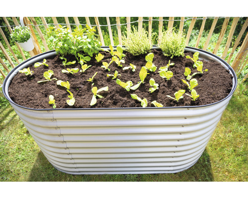 Oválný kovový vyvýšený záhon osázený salátem a bylinkami na zahradě.