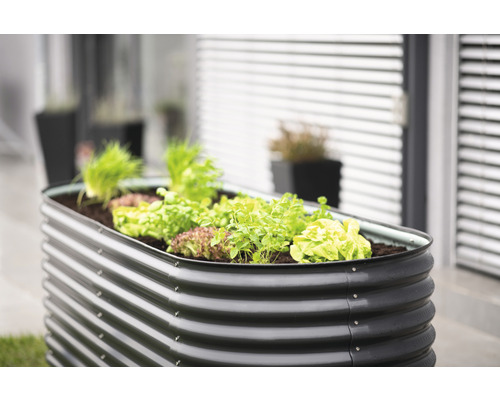 Kovový vyvýšený záhon se sazenicemi salátu