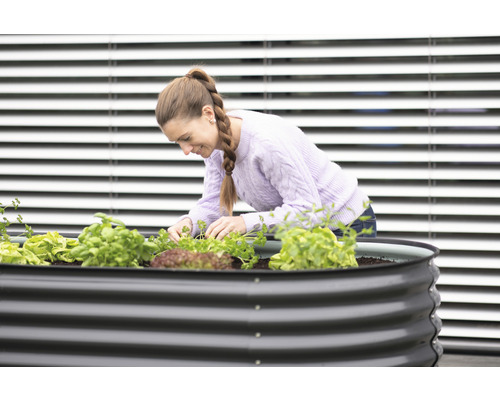 Žena sází salát a bylinky do vyvýšeného záhonu.