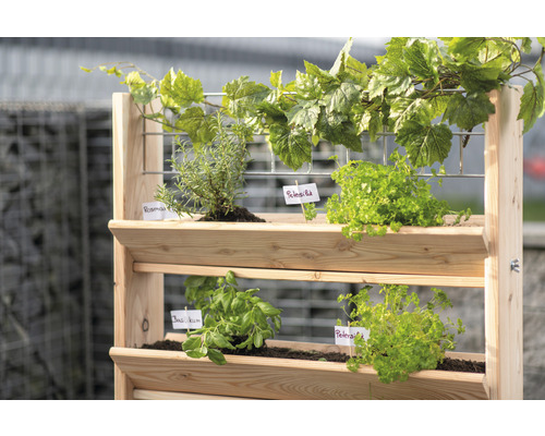 Dřevěný vyvýšený záhon s bylinkami jako bazalka, petržel a rozmarýn
