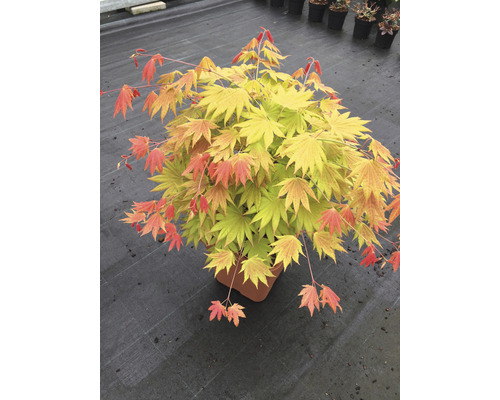 Javor dlanitolistý zlatý Acer palmatum 'Moonrise' polokmen 40 cm hranatý květináč 14 l