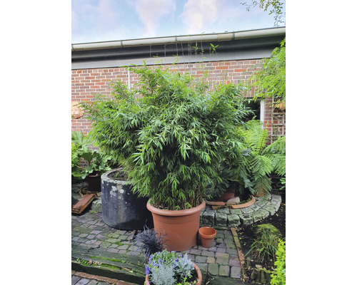 Bambus v květináči na zahradě.