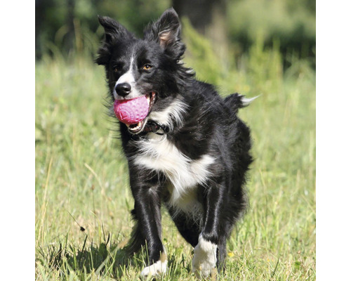 Border kolie nese v tlamě míč.