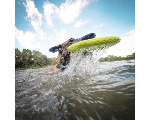 Pes aportuje frisbee z vody