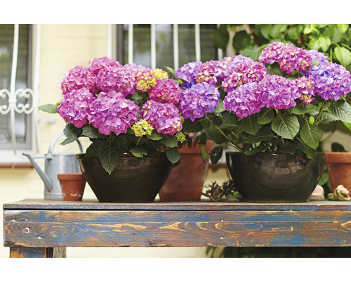 Aranžmá s hortenziemi v květináčích na dřevěném stole